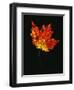 Close-up of Red Maple (Acer rubrum) leaf against black background-Panoramic Images-Framed Photographic Print