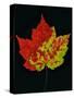 Close-up of Red Maple (Acer rubrum) leaf against black background-Panoramic Images-Stretched Canvas