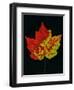 Close-up of Red Maple (Acer rubrum) leaf against black background-Panoramic Images-Framed Photographic Print