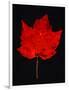 Close-up of red Maple leaf against black background-Panoramic Images-Framed Photographic Print