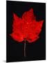 Close-up of red Maple leaf against black background-Panoramic Images-Mounted Photographic Print