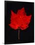 Close-up of red Maple leaf against black background-Panoramic Images-Framed Photographic Print