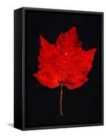 Close-up of red Maple leaf against black background-Panoramic Images-Framed Stretched Canvas