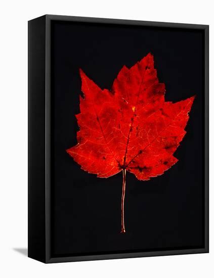 Close-up of red Maple leaf against black background-Panoramic Images-Framed Stretched Canvas