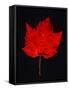 Close-up of red Maple leaf against black background-Panoramic Images-Framed Stretched Canvas