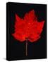 Close-up of red Maple leaf against black background-Panoramic Images-Stretched Canvas