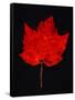 Close-up of red Maple leaf against black background-Panoramic Images-Framed Stretched Canvas