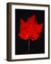 Close-up of red Maple leaf against black background-Panoramic Images-Framed Photographic Print