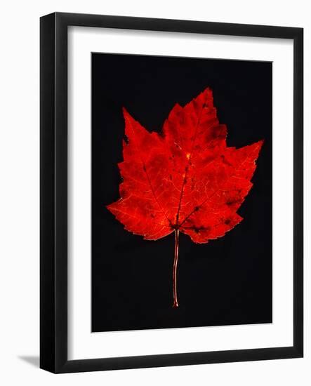 Close-up of red Maple leaf against black background-Panoramic Images-Framed Photographic Print