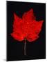 Close-up of red Maple leaf against black background-Panoramic Images-Mounted Photographic Print