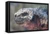 Close-Up of Red Marine Iguana-Paul Souders-Framed Stretched Canvas