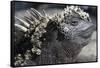 Close-Up of Red Marine Iguana-Paul Souders-Framed Stretched Canvas