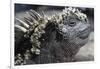 Close-Up of Red Marine Iguana-Paul Souders-Framed Photographic Print