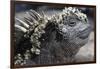 Close-Up of Red Marine Iguana-Paul Souders-Framed Photographic Print