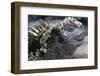 Close-Up of Red Marine Iguana-Paul Souders-Framed Photographic Print