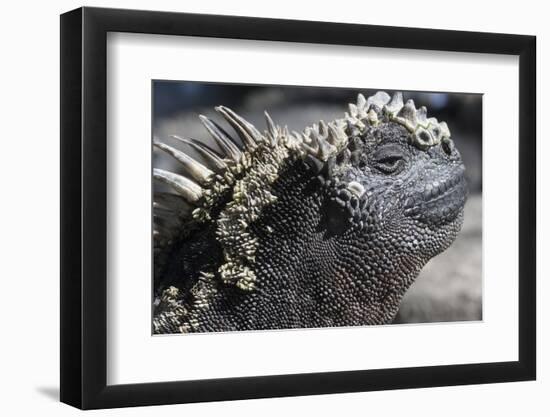 Close-Up of Red Marine Iguana-Paul Souders-Framed Photographic Print