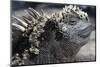 Close-Up of Red Marine Iguana-Paul Souders-Mounted Photographic Print