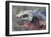Close-Up of Red Marine Iguana-Paul Souders-Framed Photographic Print