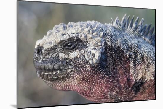 Close-Up of Red Marine Iguana-Paul Souders-Mounted Photographic Print