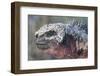 Close-Up of Red Marine Iguana-Paul Souders-Framed Photographic Print