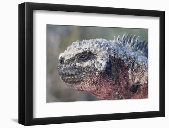 Close-Up of Red Marine Iguana-Paul Souders-Framed Photographic Print