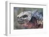 Close-Up of Red Marine Iguana-Paul Souders-Framed Photographic Print