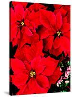 Close-up of red Poinsettia flowers-null-Stretched Canvas