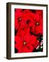 Close-up of red Poinsettia flowers-null-Framed Photographic Print