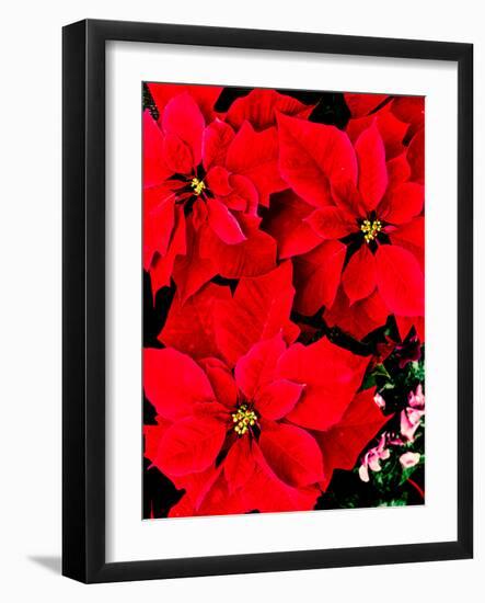 Close-up of red Poinsettia flowers-null-Framed Photographic Print