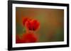 Close-Up of Red Poppies in Fields Central Turkey-Darrell Gulin-Framed Photographic Print