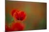 Close-Up of Red Poppies in Fields Central Turkey-Darrell Gulin-Mounted Photographic Print