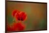 Close-Up of Red Poppies in Fields Central Turkey-Darrell Gulin-Framed Photographic Print