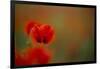 Close-Up of Red Poppies in Fields Central Turkey-Darrell Gulin-Framed Photographic Print