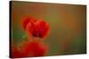 Close-Up of Red Poppies in Fields Central Turkey-Darrell Gulin-Stretched Canvas