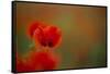 Close-Up of Red Poppies in Fields Central Turkey-Darrell Gulin-Framed Stretched Canvas