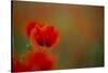 Close-Up of Red Poppies in Fields Central Turkey-Darrell Gulin-Stretched Canvas