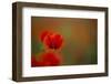 Close-Up of Red Poppies in Fields Central Turkey-Darrell Gulin-Framed Photographic Print