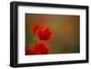 Close-Up of Red Poppies in Fields Central Turkey-Darrell Gulin-Framed Photographic Print
