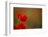 Close-Up of Red Poppies in Fields Central Turkey-Darrell Gulin-Framed Photographic Print