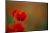 Close-Up of Red Poppies in Fields Central Turkey-Darrell Gulin-Mounted Photographic Print