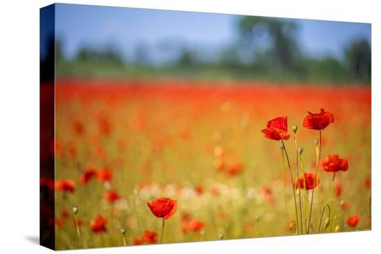 Stretched Canvas Print, , large