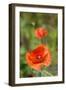 Close-up of Red Poppy-Jim Engelbrecht-Framed Photographic Print
