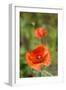 Close-up of Red Poppy-Jim Engelbrecht-Framed Photographic Print