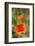 Close-up of Red Poppy-Jim Engelbrecht-Framed Photographic Print