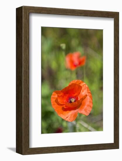 Close-up of Red Poppy-Jim Engelbrecht-Framed Photographic Print