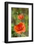 Close-up of Red Poppy-Jim Engelbrecht-Framed Photographic Print