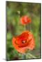 Close-up of Red Poppy-Jim Engelbrecht-Mounted Photographic Print