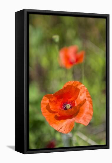 Close-up of Red Poppy-Jim Engelbrecht-Framed Stretched Canvas