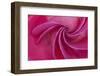 Close-up of red rose-Adam Jones-Framed Photographic Print