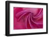 Close-up of red rose-Adam Jones-Framed Photographic Print